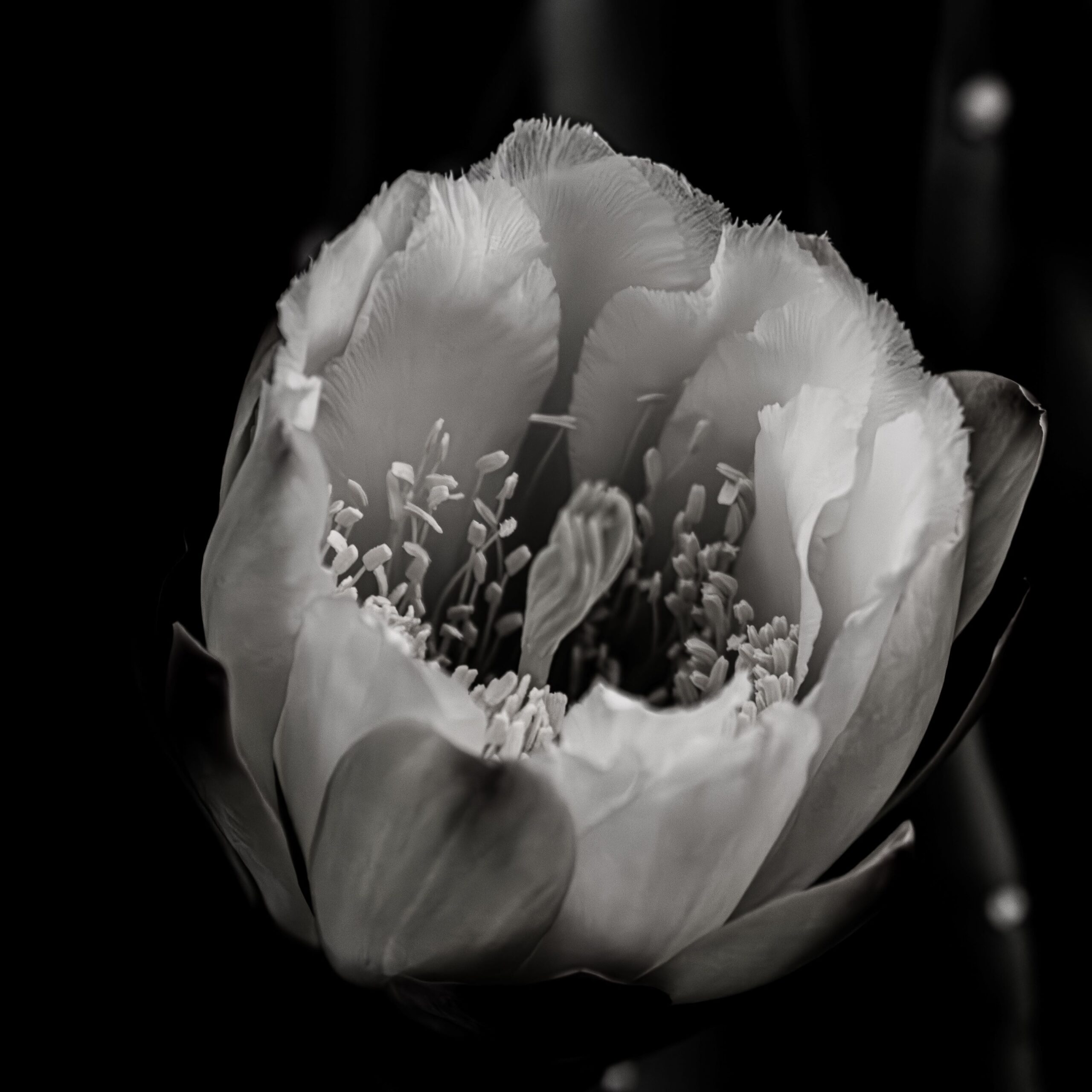 Claudia Ocanto - Flor de una noche I (Córdoba)