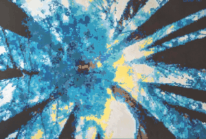 Selva Varela - Bosque