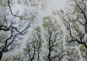 Selva Varela - Cielo