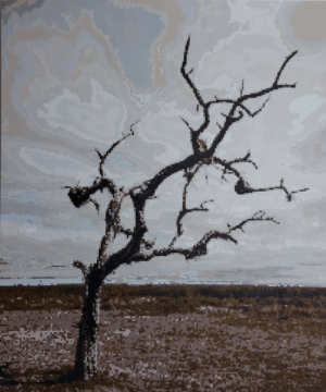 Selva Varela - Esteros del Iberá