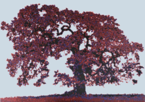 Selva Varela - Roble