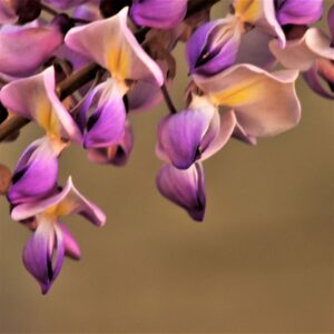 Claudia Ocanto - "Glicina I" (Córdoba)