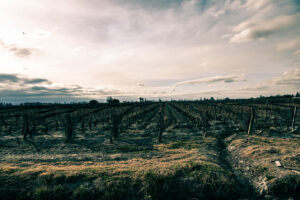 Leonardo M. Pagano Blotta - Paisaje 3