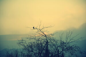 Leonardo M. Pagano Blotta - Fin de ciclo