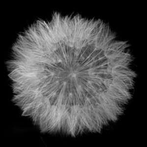 Claudia Ocanto - Flor de Diente de León 1 (Córdoba)