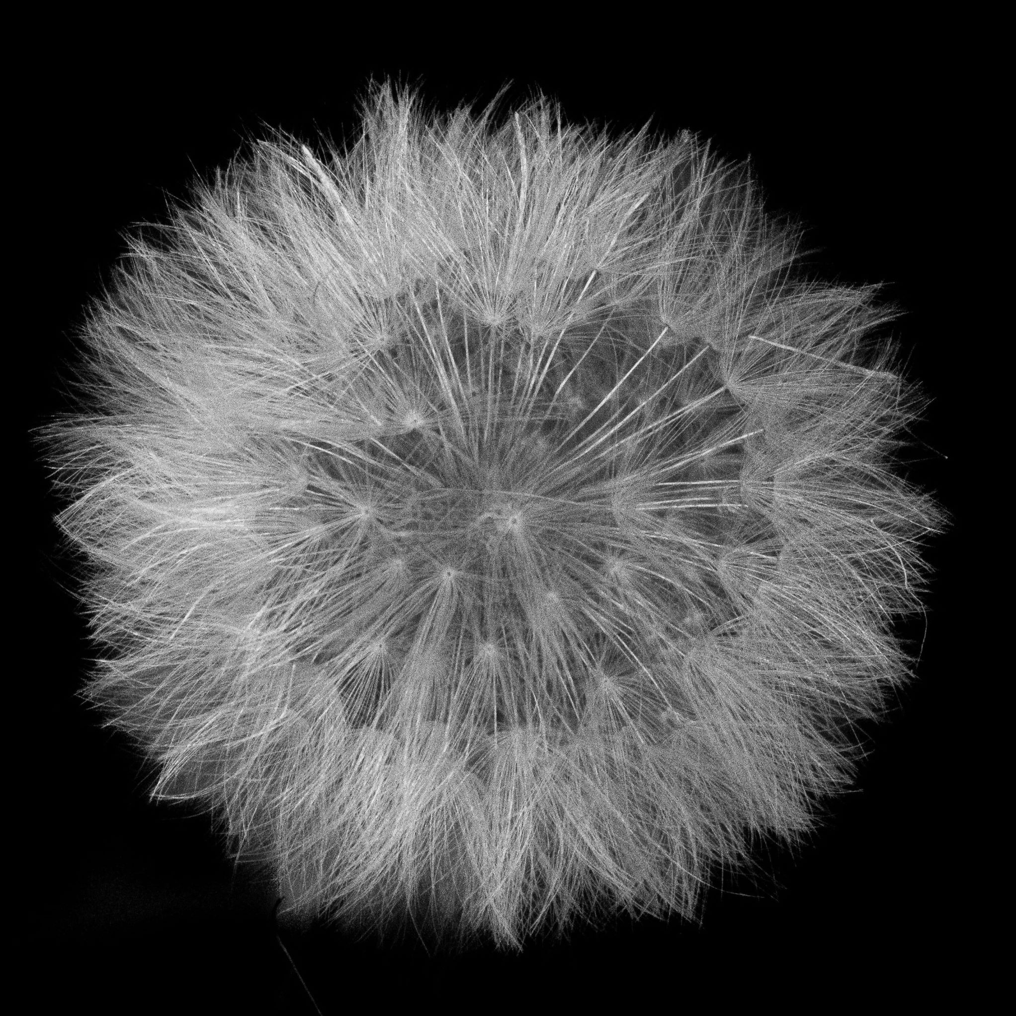 Claudia Ocanto - Flor de Diente de León 1 (Córdoba)