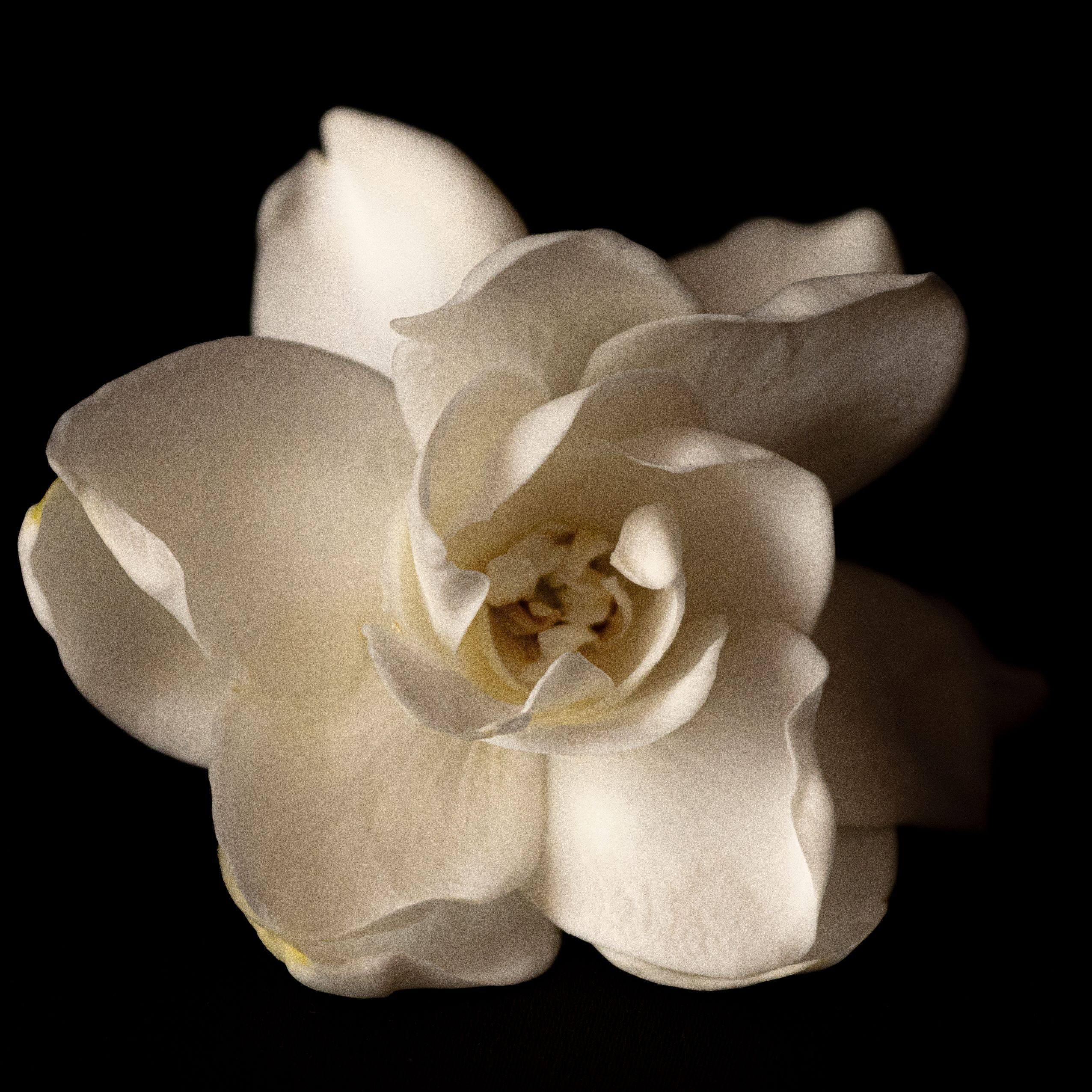 Claudia Ocanto - Jazmín 1 (Córdoba)