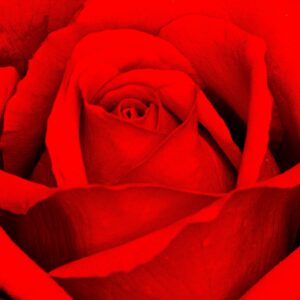 Claudia Ocanto - Rosa 2 (Córdoba)