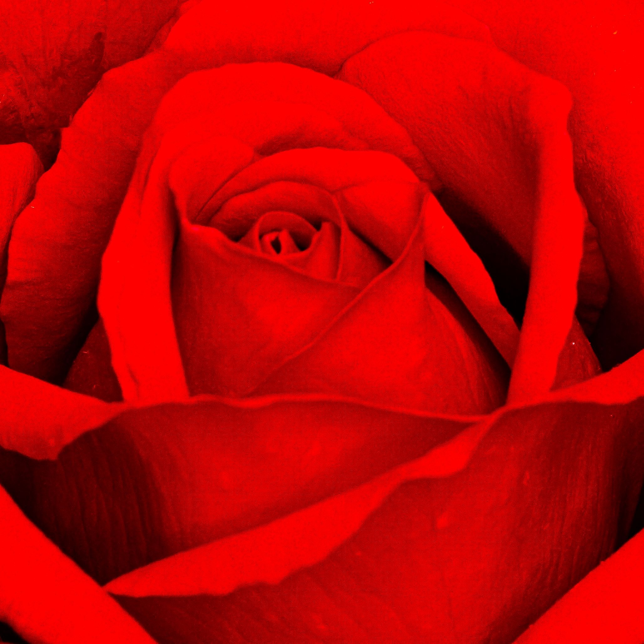 Claudia Ocanto - Rosa 2 (Córdoba)