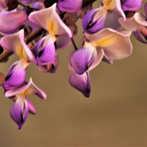 Claudia Ocanto - Glicina 1 (SÓLO COPIA IMPRESA)