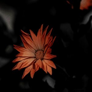 Claudia Ocanto - Caléndua 1 (SOLO COPIA IMPRESA)