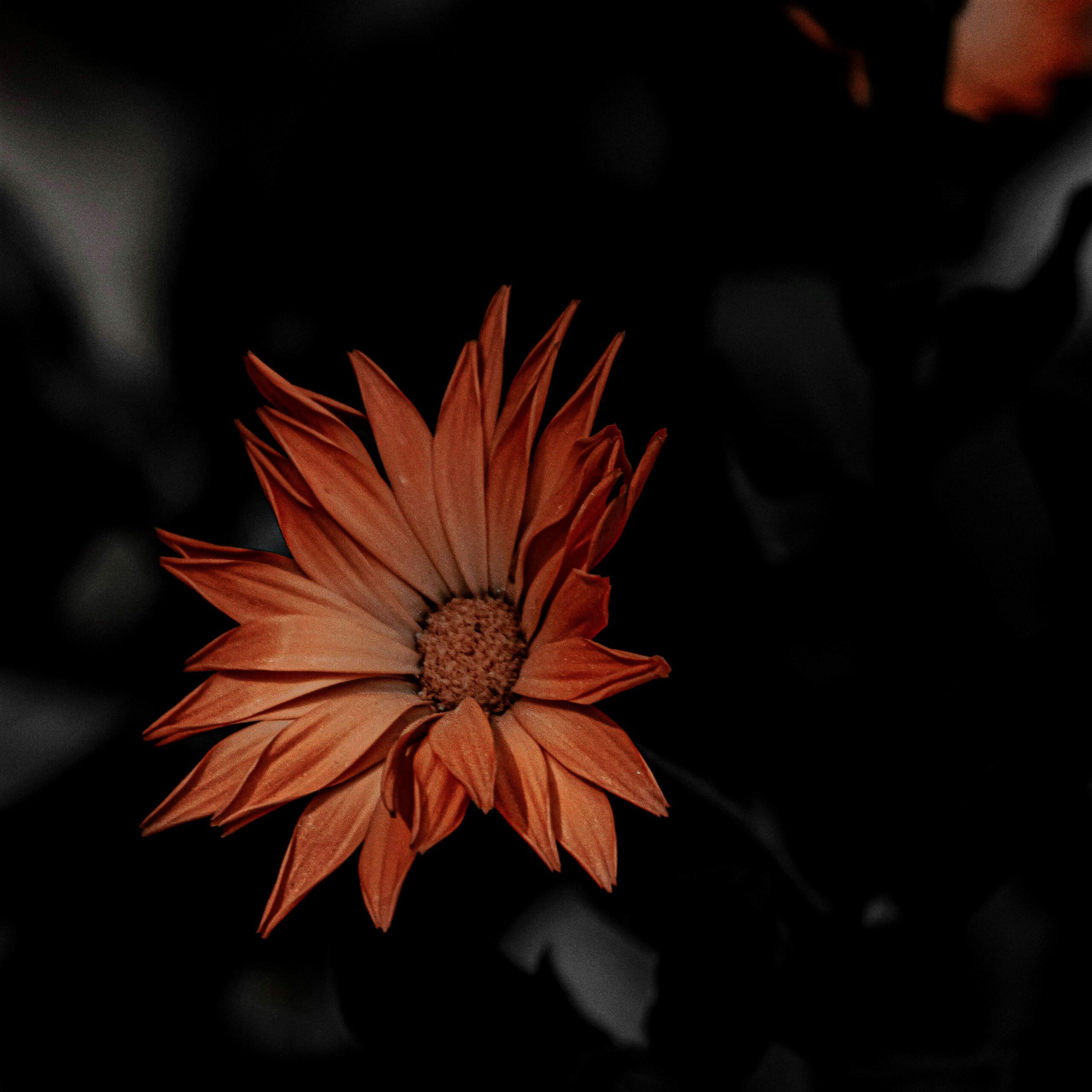 Claudia Ocanto - Caléndua 1 (SOLO COPIA IMPRESA)