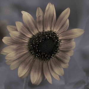 Claudia Ocanto - Girasol 1 (SOLO COPIA IMPRESA)