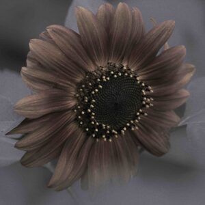 Claudia Ocanto - Girasol 2 (SOLO COPIA IMPRESA)