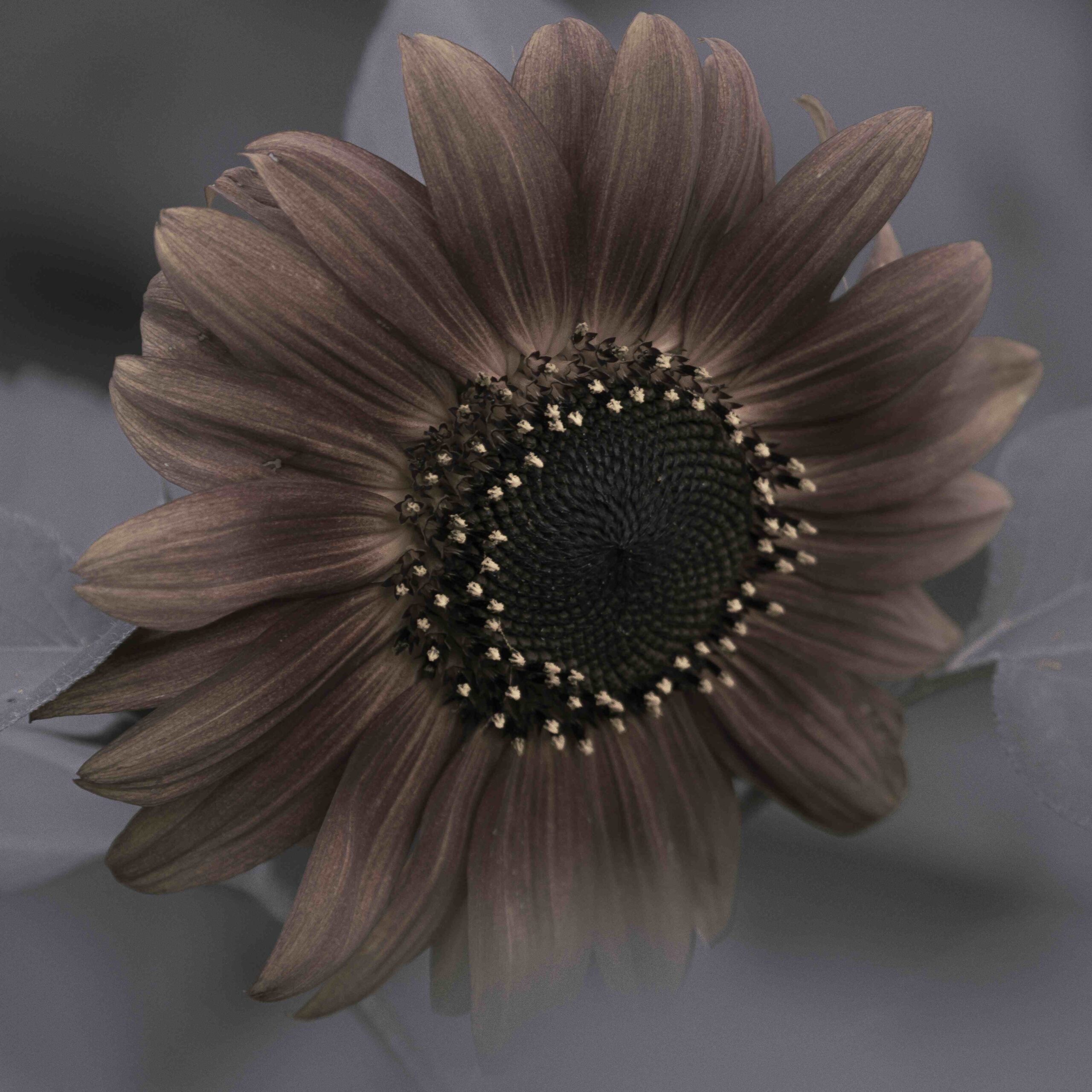 Claudia Ocanto - Girasol 2 (SOLO COPIA IMPRESA)