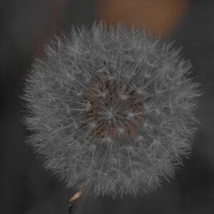 Claudia Ocanto - Flor Diente de León 2 (SOLO COPIA IMPRESA)