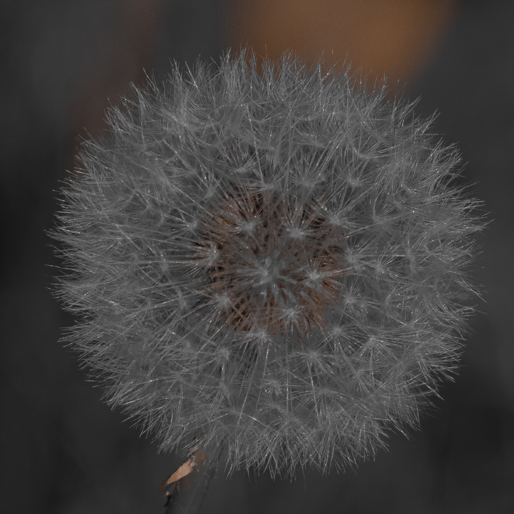 Claudia Ocanto - Flor Diente de León 2 (SOLO COPIA IMPRESA)