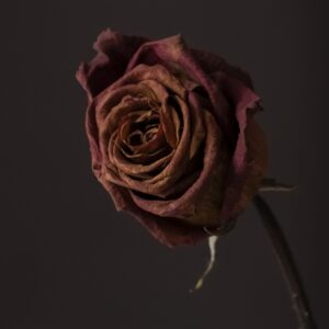 Claudia Ocanto - Rosa 4 (SOLO COPIA IMPRESA)