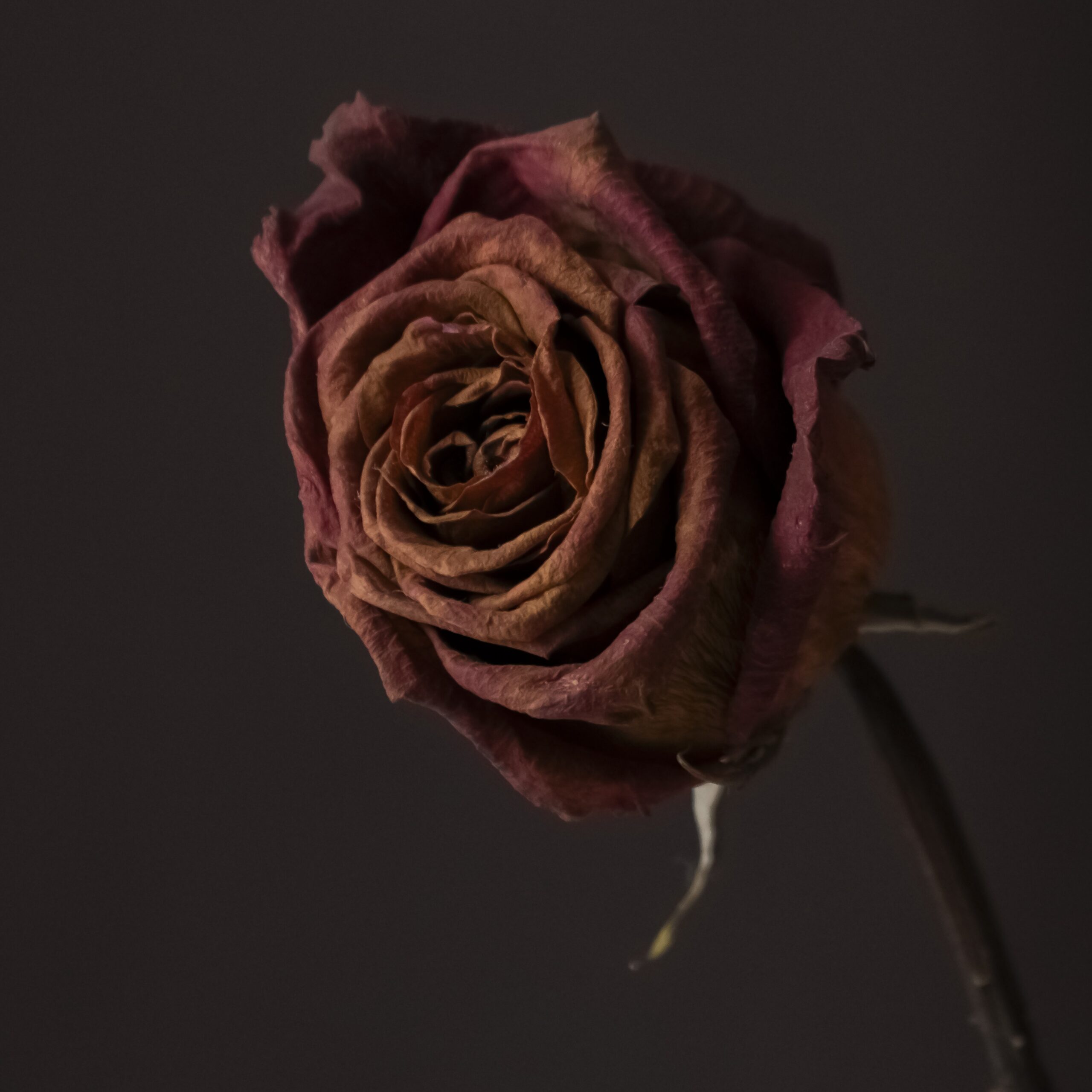 Claudia Ocanto - Rosa 4 (SOLO COPIA IMPRESA)