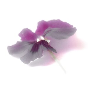 Claudia Ocanto - Pensamiento 3 (SOLO COPIA IMPRESA)