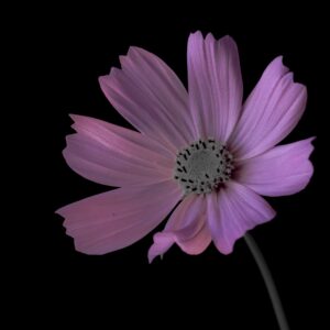 Claudia Ocanto - Cosmos 2 (Córdoba)