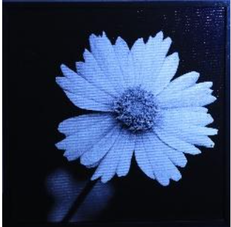 Claudia Ocanto - Flor silvestre 1 (Córdoba)