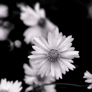 Claudia Ocanto - Flores silvestres 2 (Córdoba)