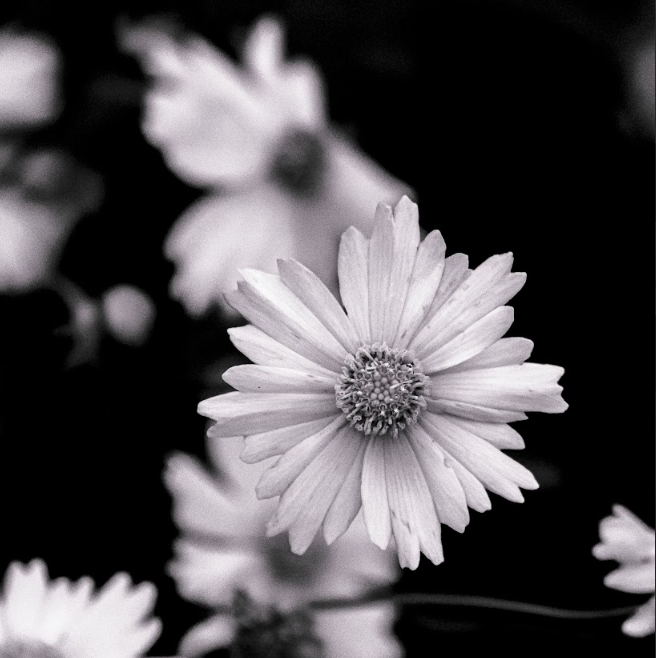Claudia Ocanto - Flores silvestres 2 (Córdoba)