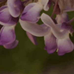 Claudia Ocanto - Glicina 2 (Córdoba)