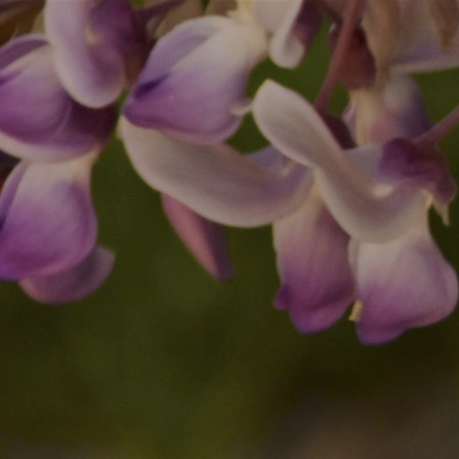 Claudia Ocanto - Glicina 2 (Córdoba)