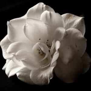 Claudia Ocanto - Rosa blanca 2 (Córdoba)