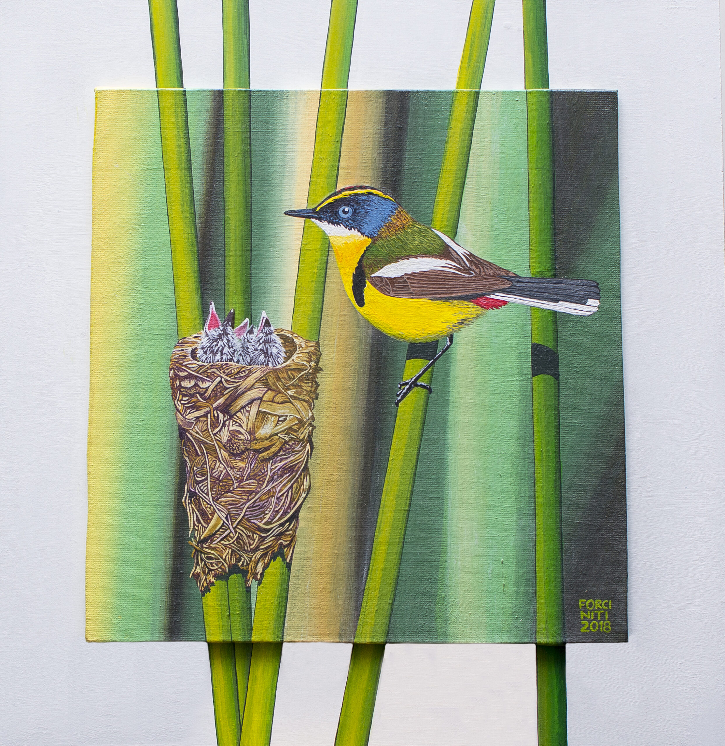 Luis Forciniti - Tachurí sietecolores con nido y pichones